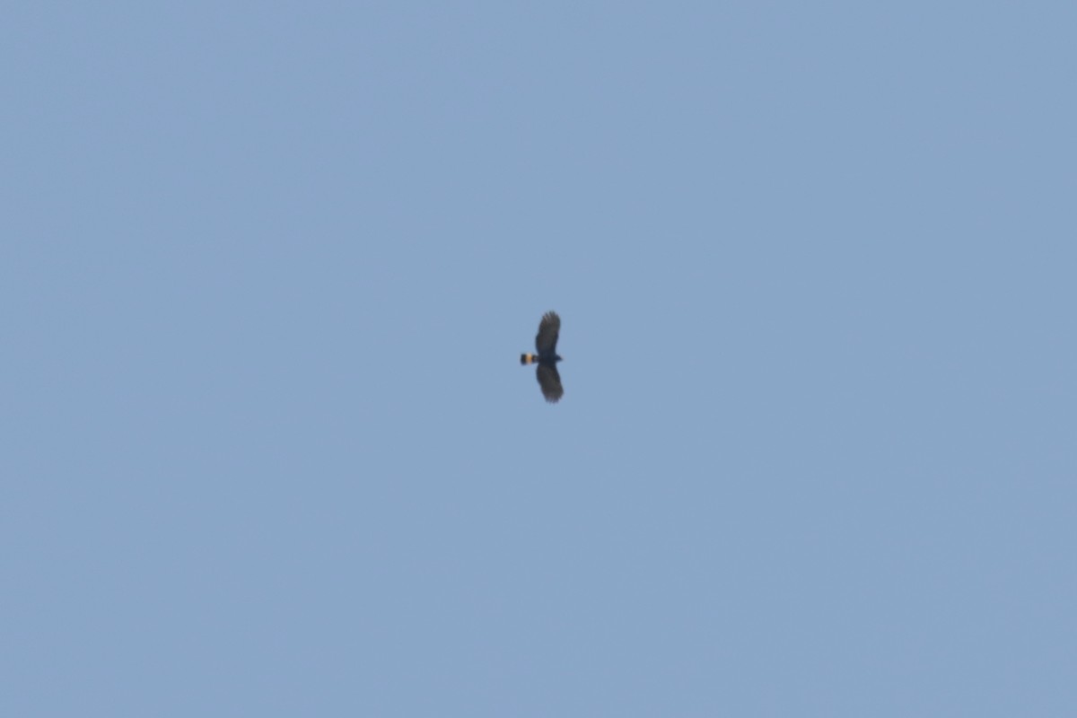 hákozobec neotropický - ML645146903