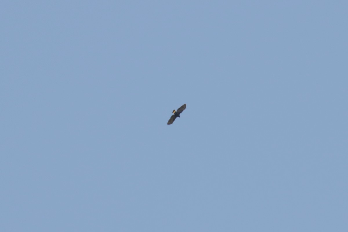 hákozobec neotropický - ML645146904