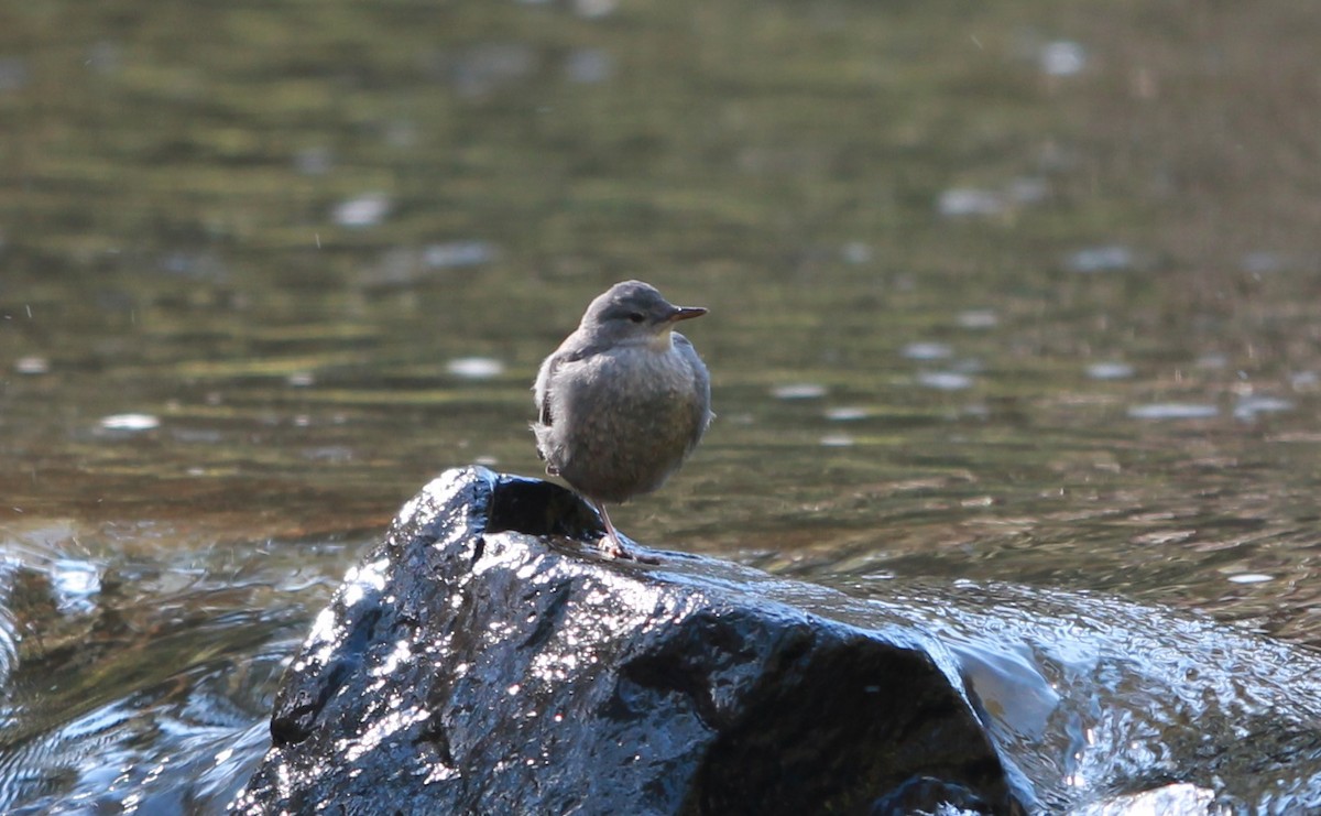 American Dipper - ML645146909
