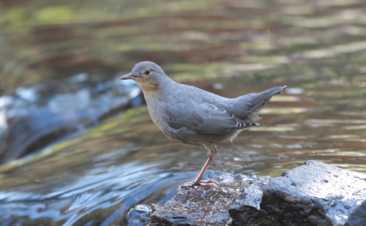 American Dipper - ML645146910