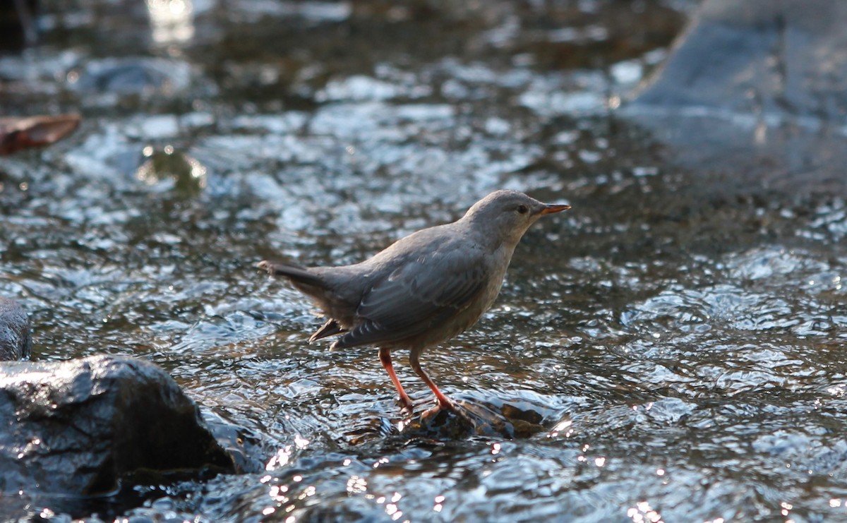 American Dipper - ML645146911