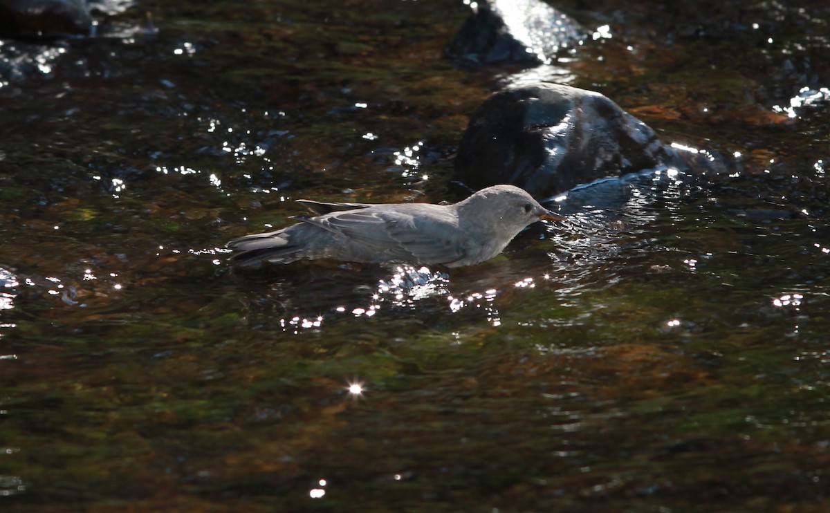 American Dipper - ML645146912
