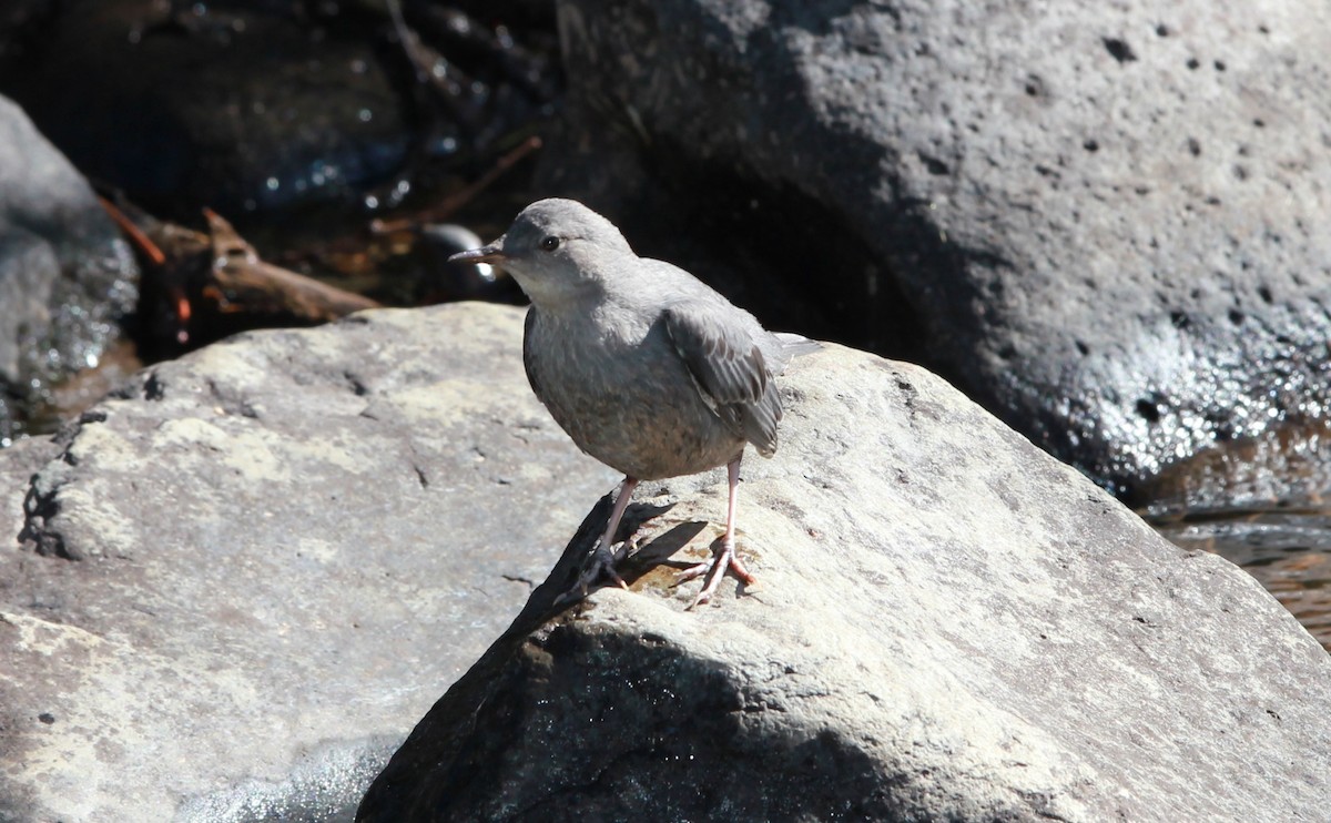 American Dipper - ML645146913