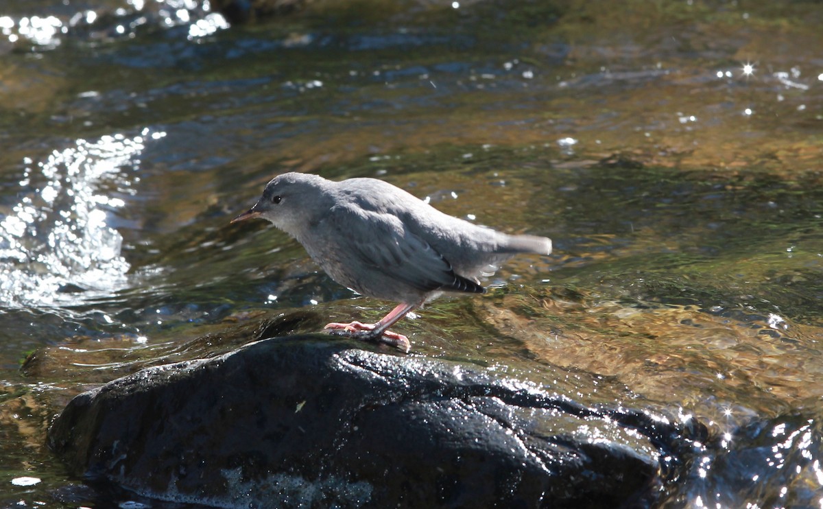 American Dipper - ML645146914