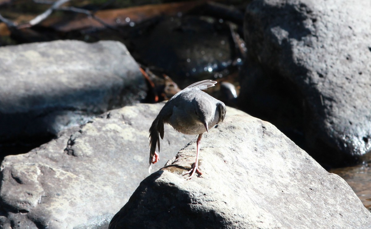 American Dipper - ML645146915