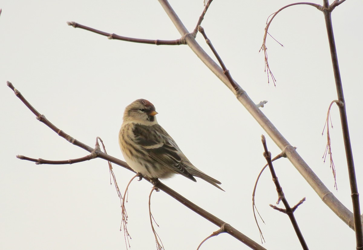 Redpoll (Common) - ML645146935