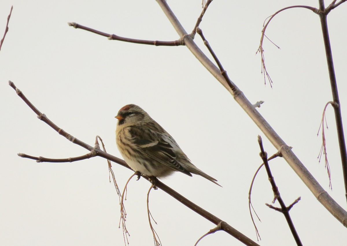 Redpoll (Common) - ML645146936