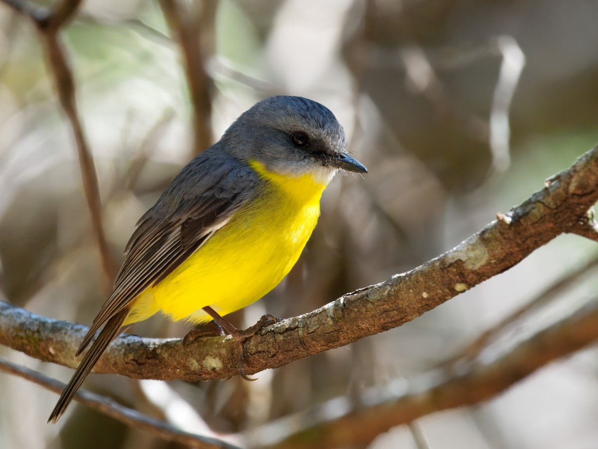 Eastern Yellow Robin - ML645146938