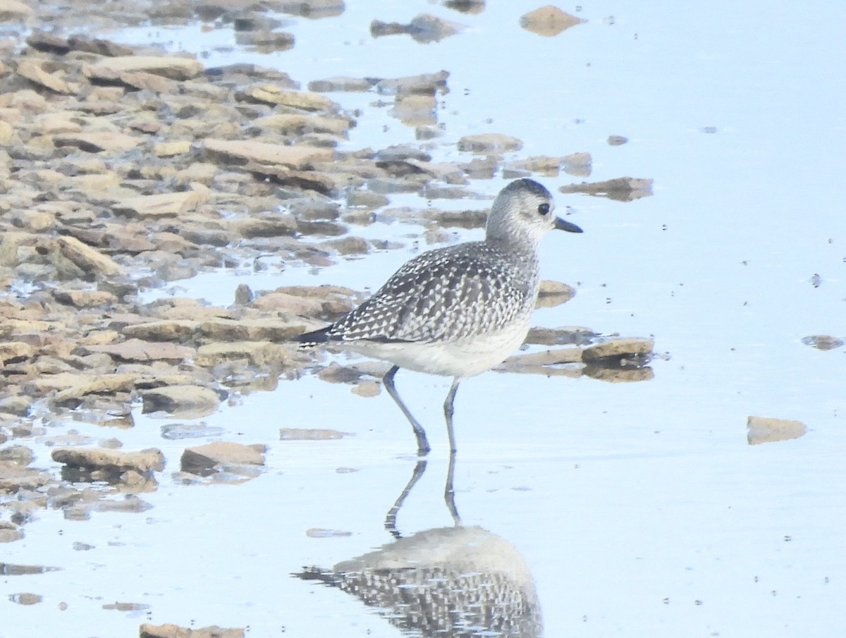 Chorlito Gris - ML645146946