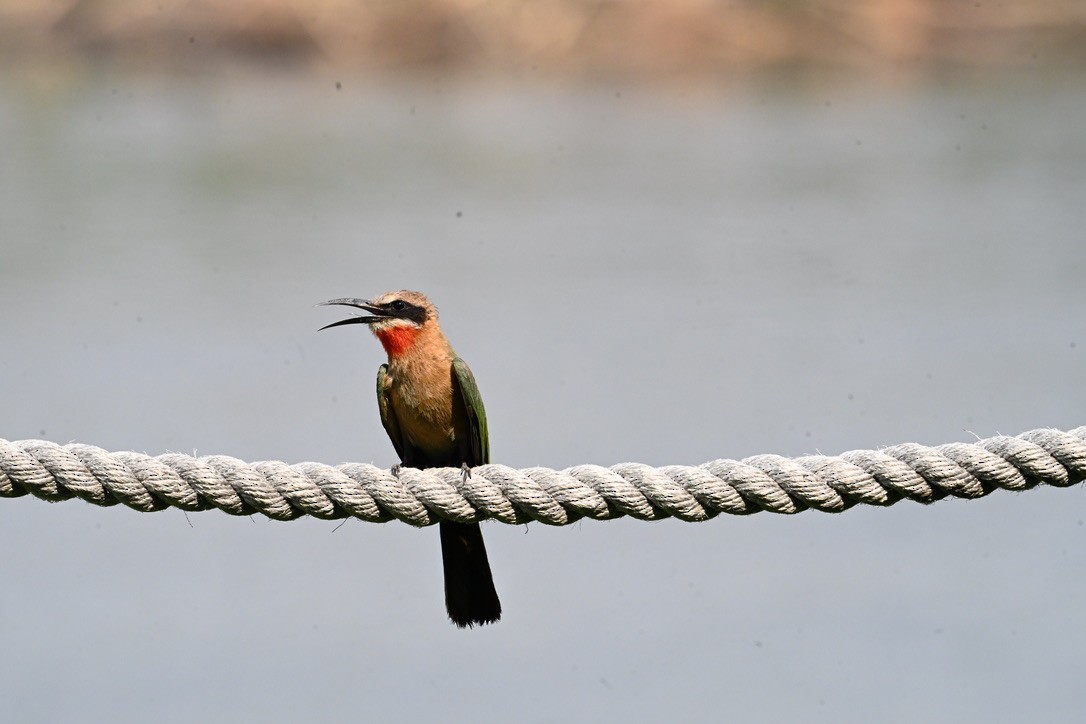 White-fronted Bee-eater - ML645146952