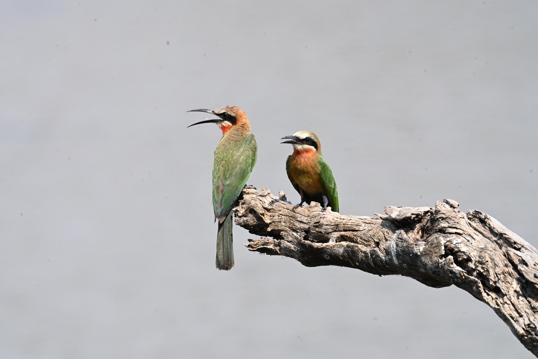 White-fronted Bee-eater - ML645146954