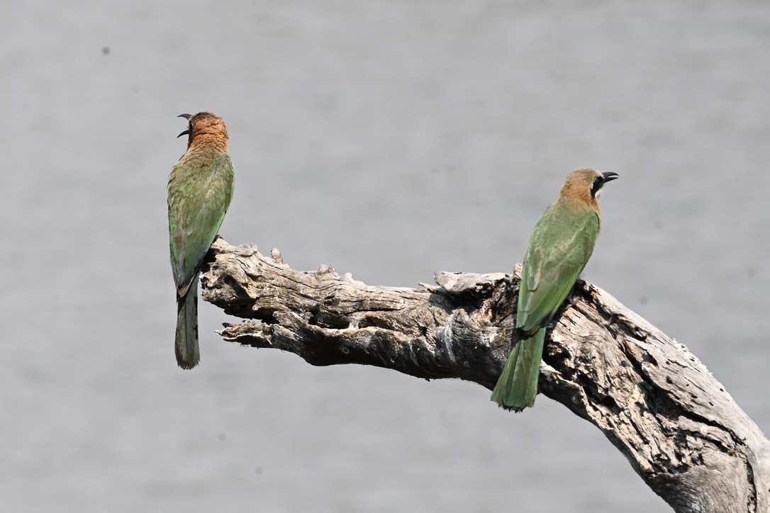 White-fronted Bee-eater - ML645146956