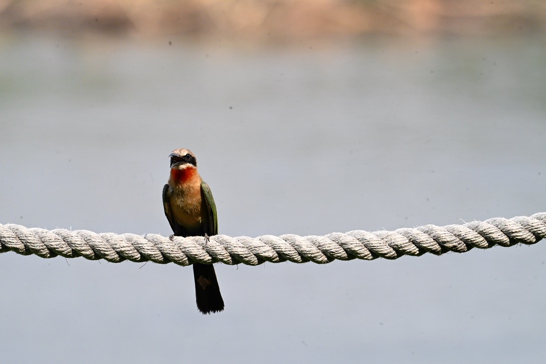 White-fronted Bee-eater - ML645146960