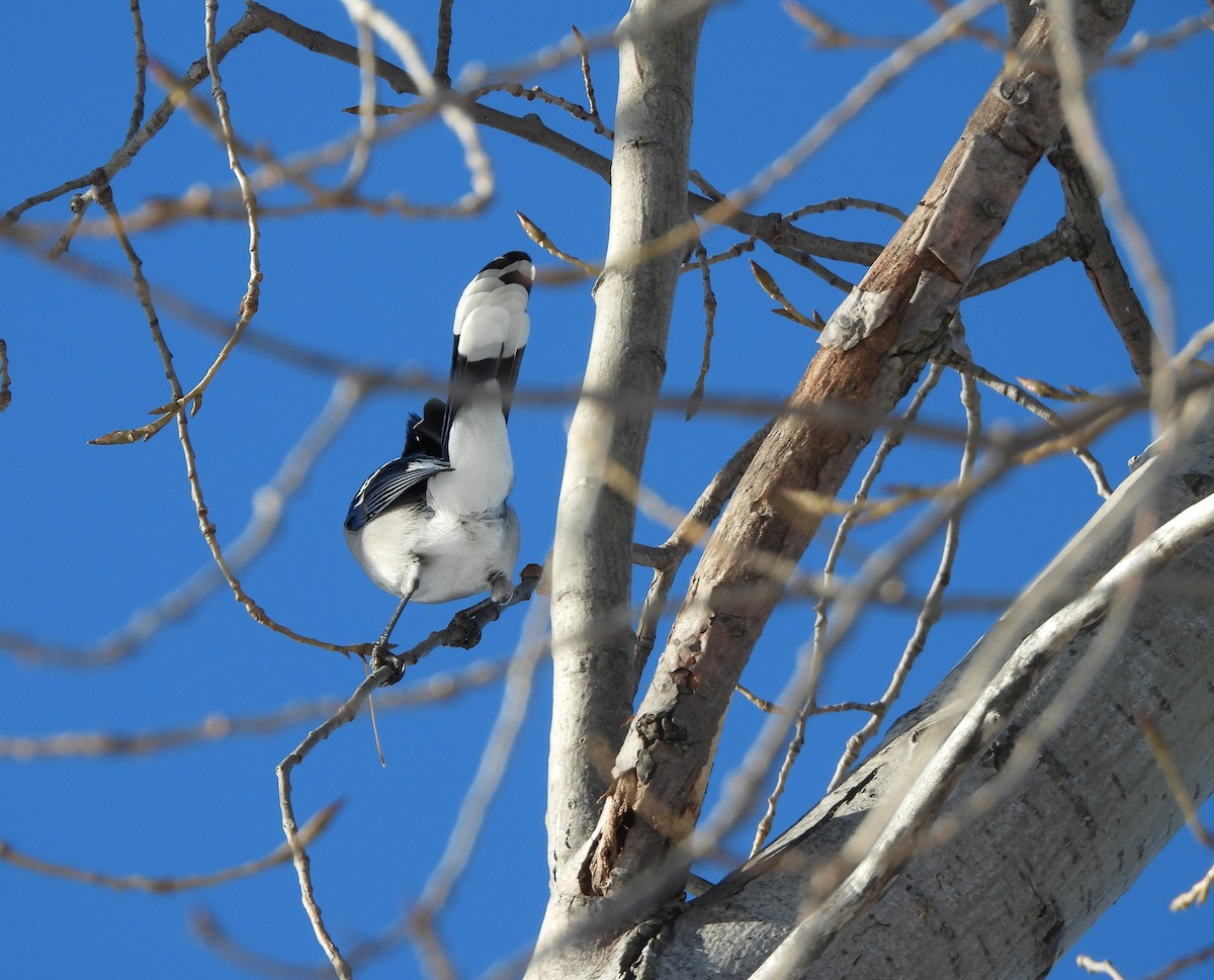 Blue Jay - ML645146963