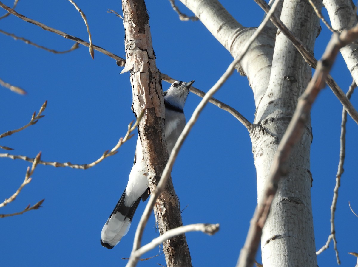 Blue Jay - ML645146964