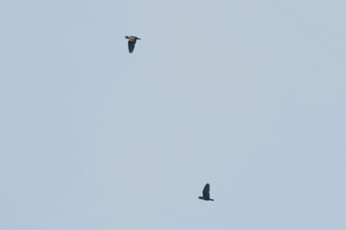 Bronze-winged Parrot - ML645146968