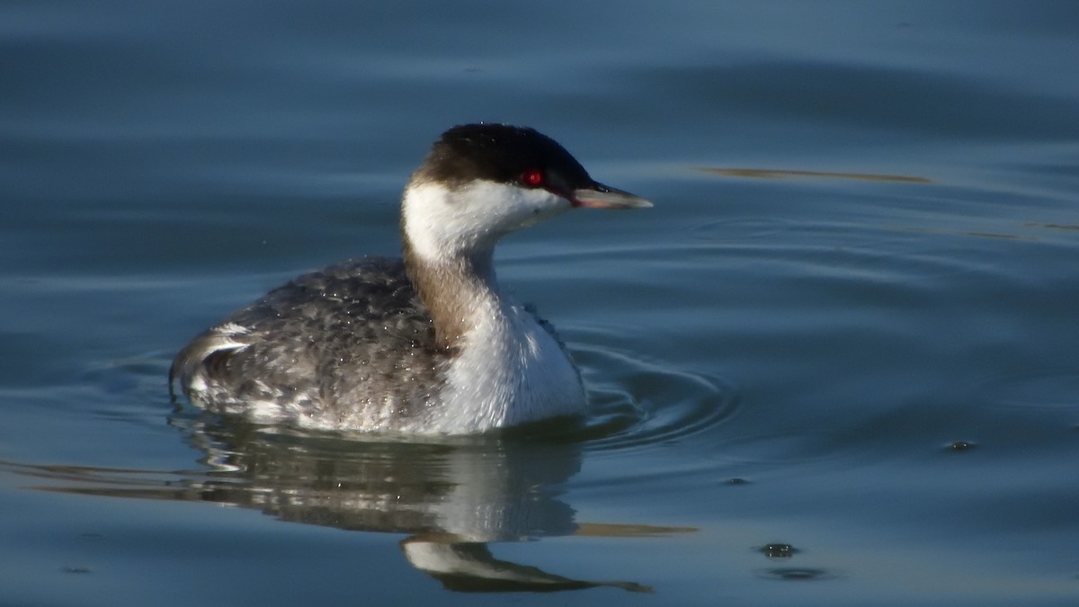 ミミカイツブリ - ML645147003