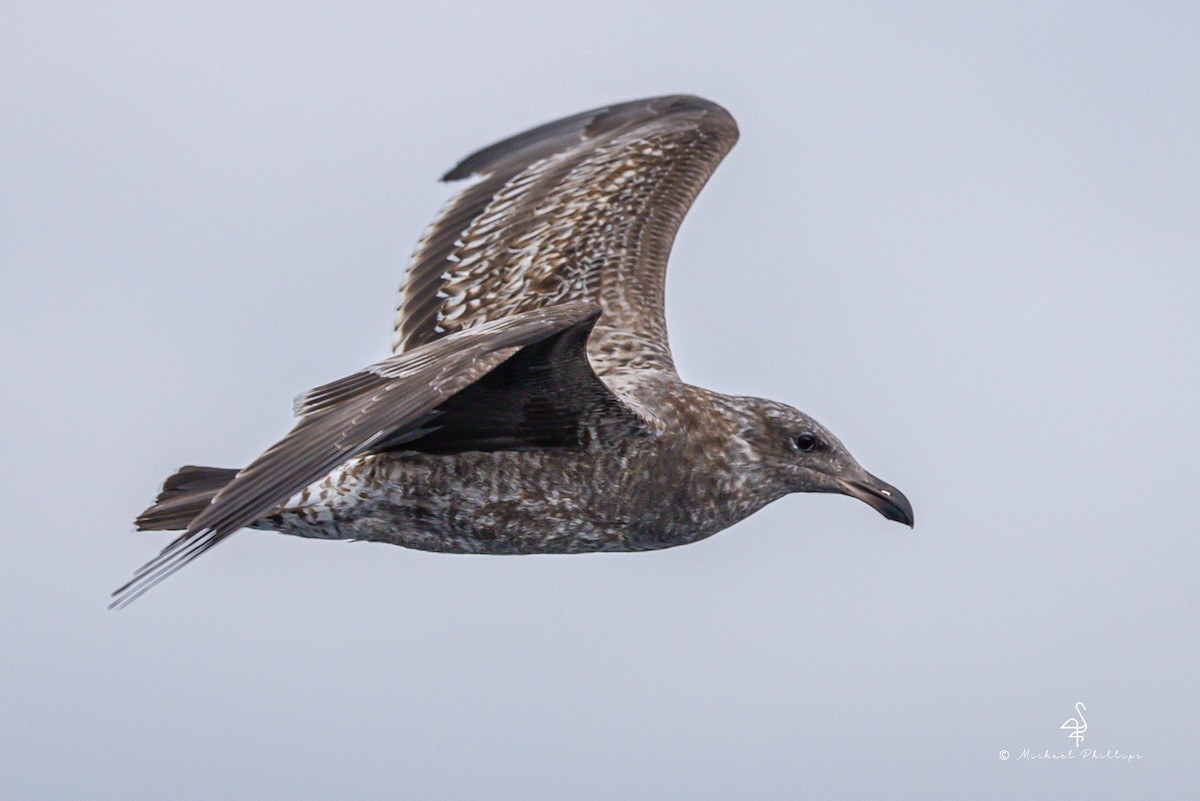 Western Gull - ML645147004