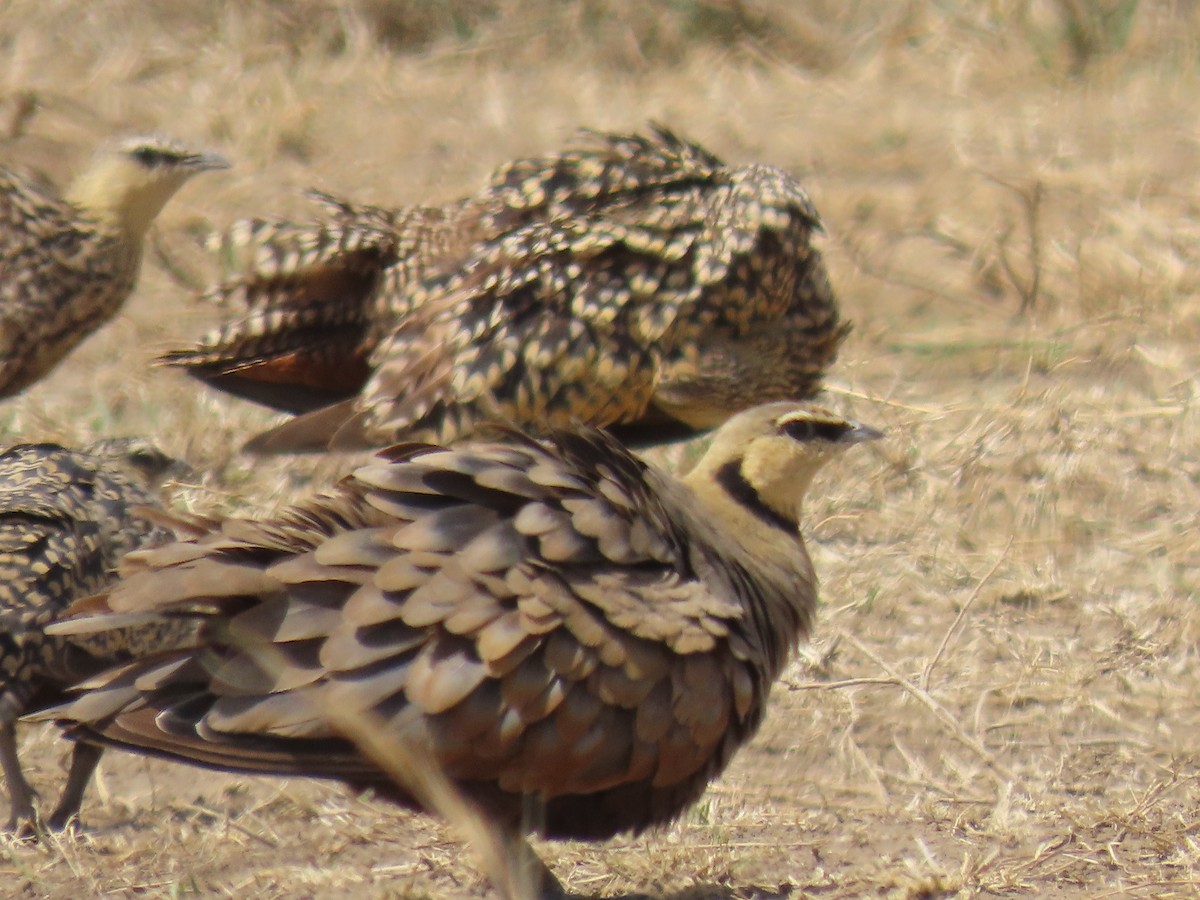 Рябок жовтогорлий - ML645147005