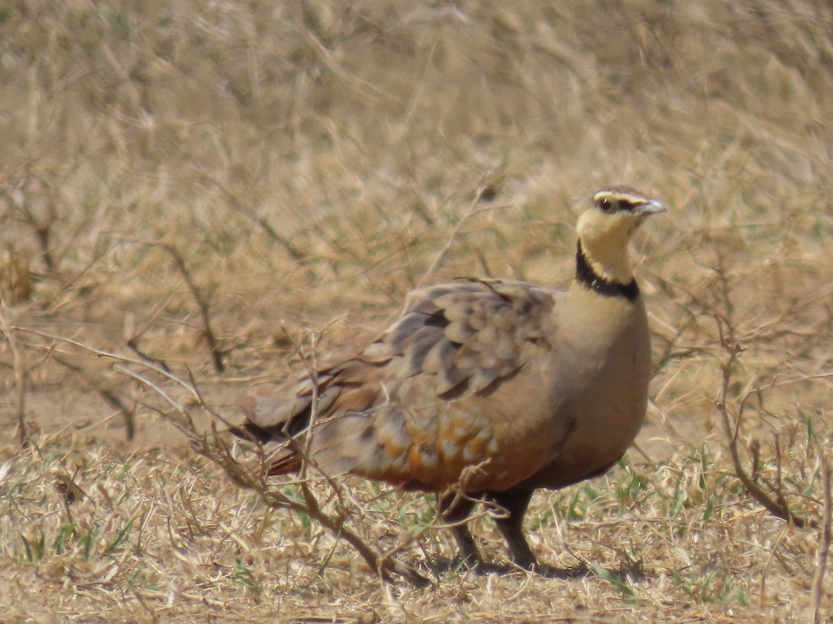 Рябок жовтогорлий - ML645147006