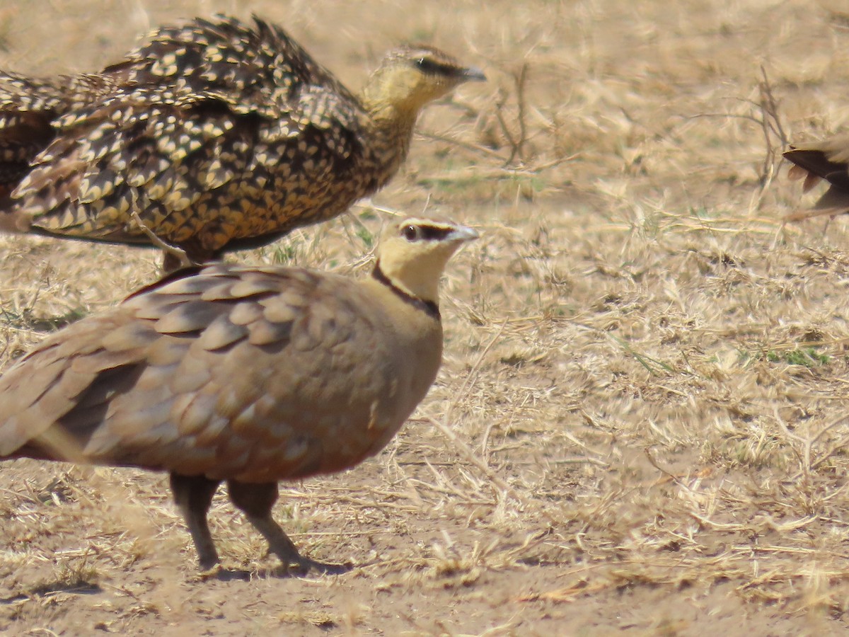 Рябок жовтогорлий - ML645147007