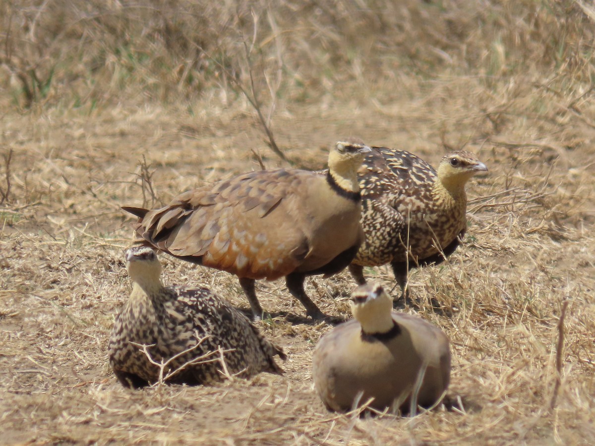 Рябок жовтогорлий - ML645147008