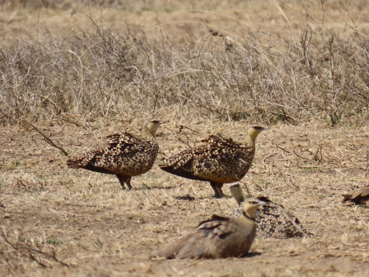 Рябок жовтогорлий - ML645147009