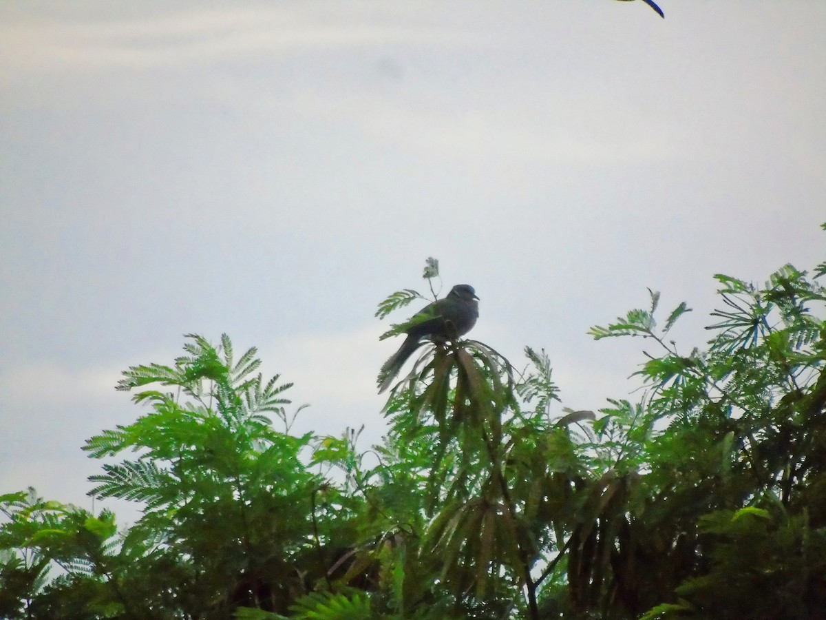 Sunda Collared-Dove - ML645147011