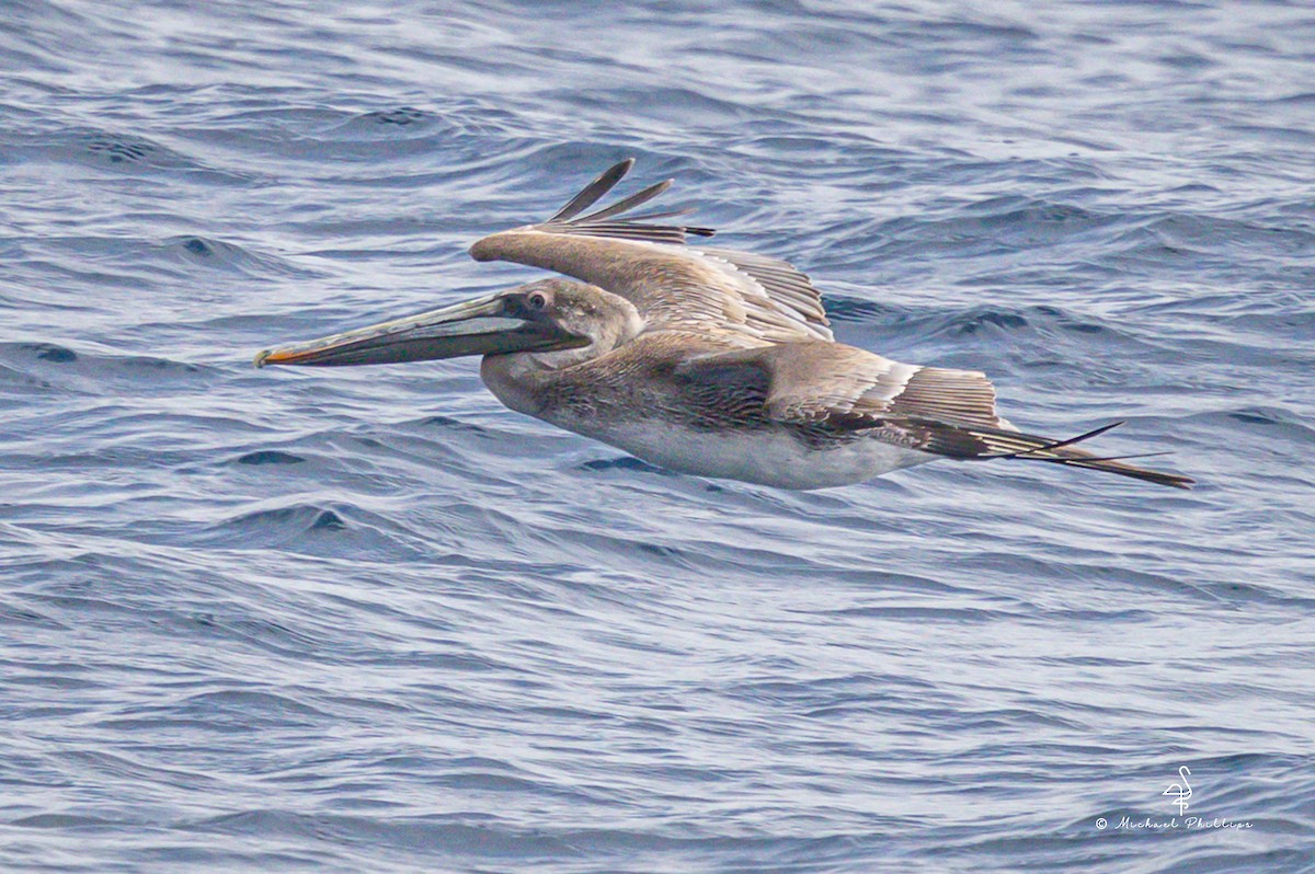 Pelikano arrea - ML645147019