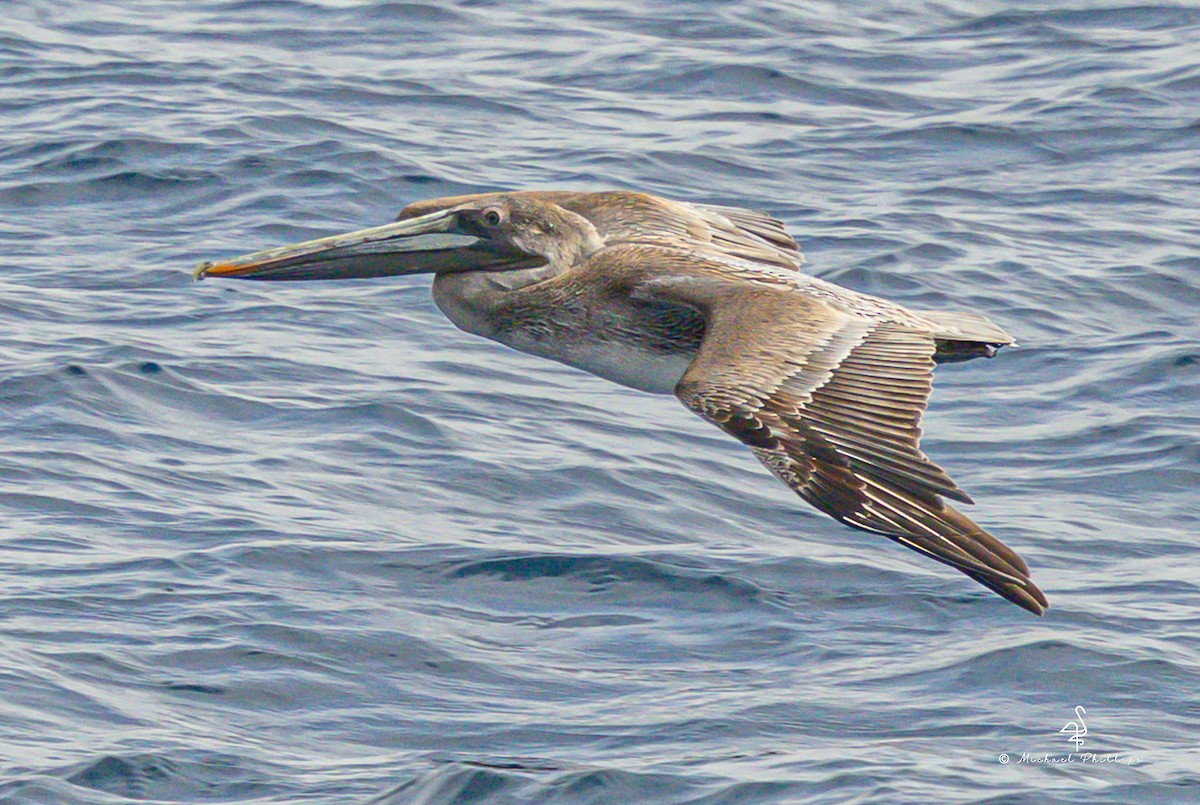 Pelikano arrea - ML645147020