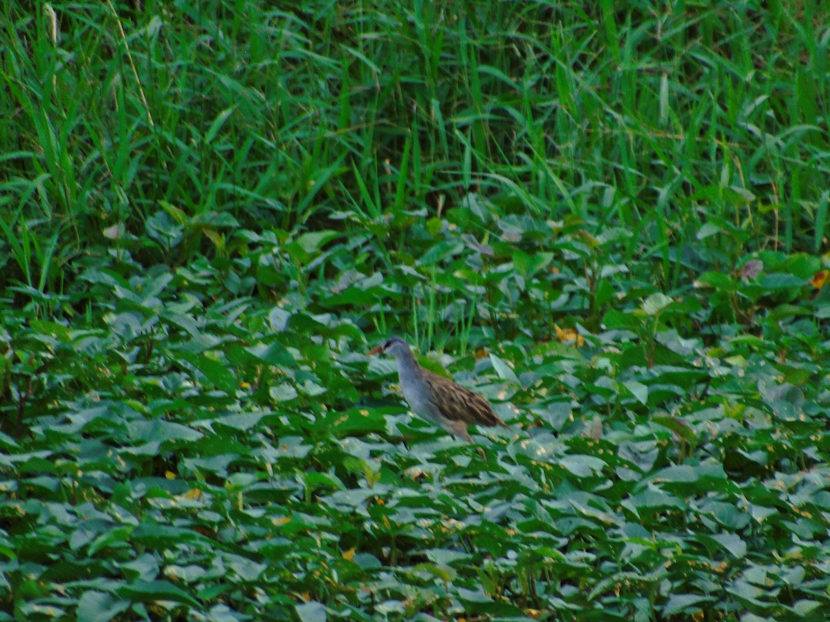 White-browed Crake - ML645147025