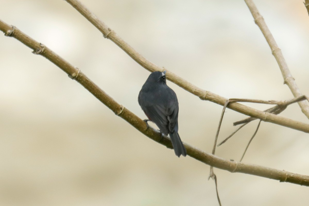 Chestnut-bellied Chat-Tyrant - ML645147035