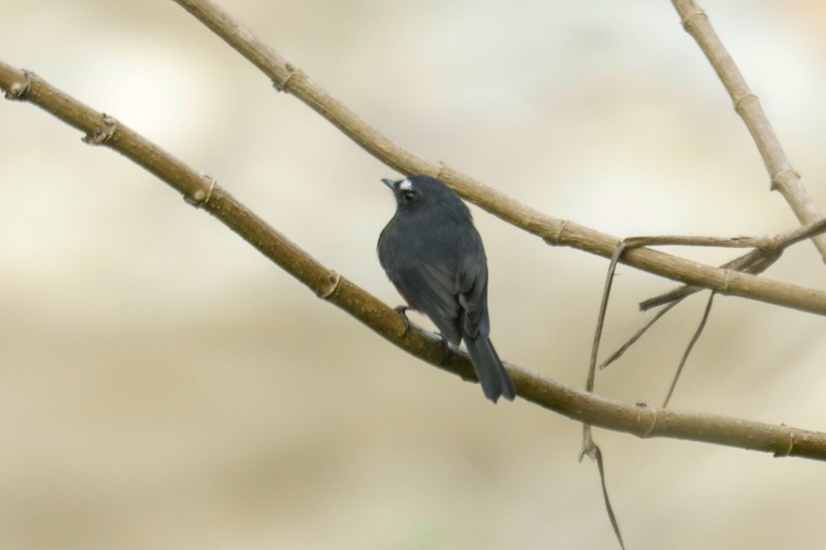 Chestnut-bellied Chat-Tyrant - ML645147036
