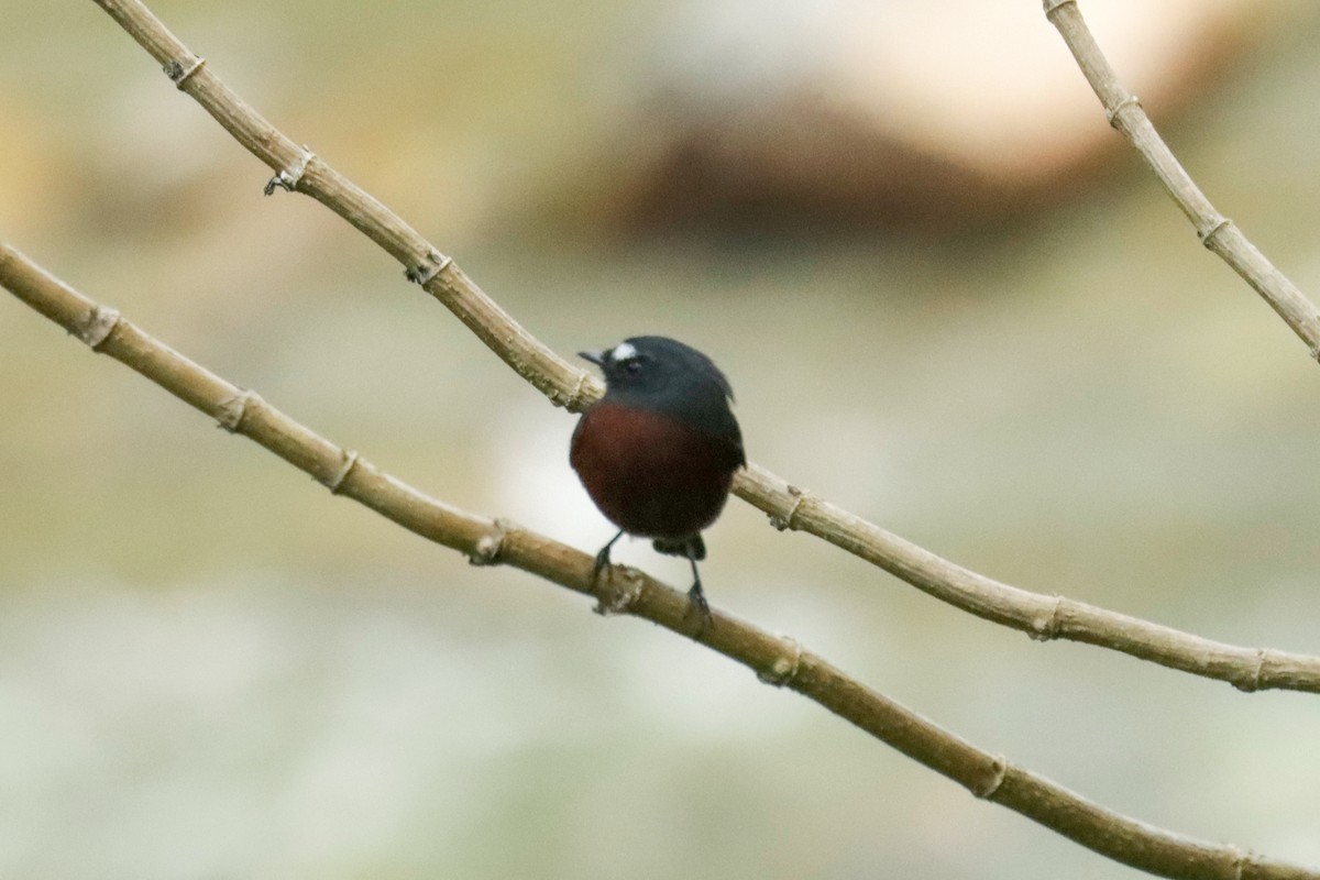 Chestnut-bellied Chat-Tyrant - ML645147037