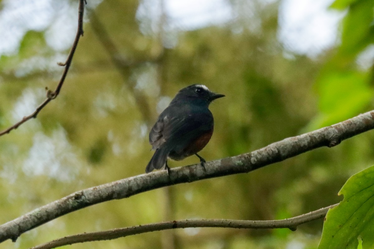 Chestnut-bellied Chat-Tyrant - ML645147038