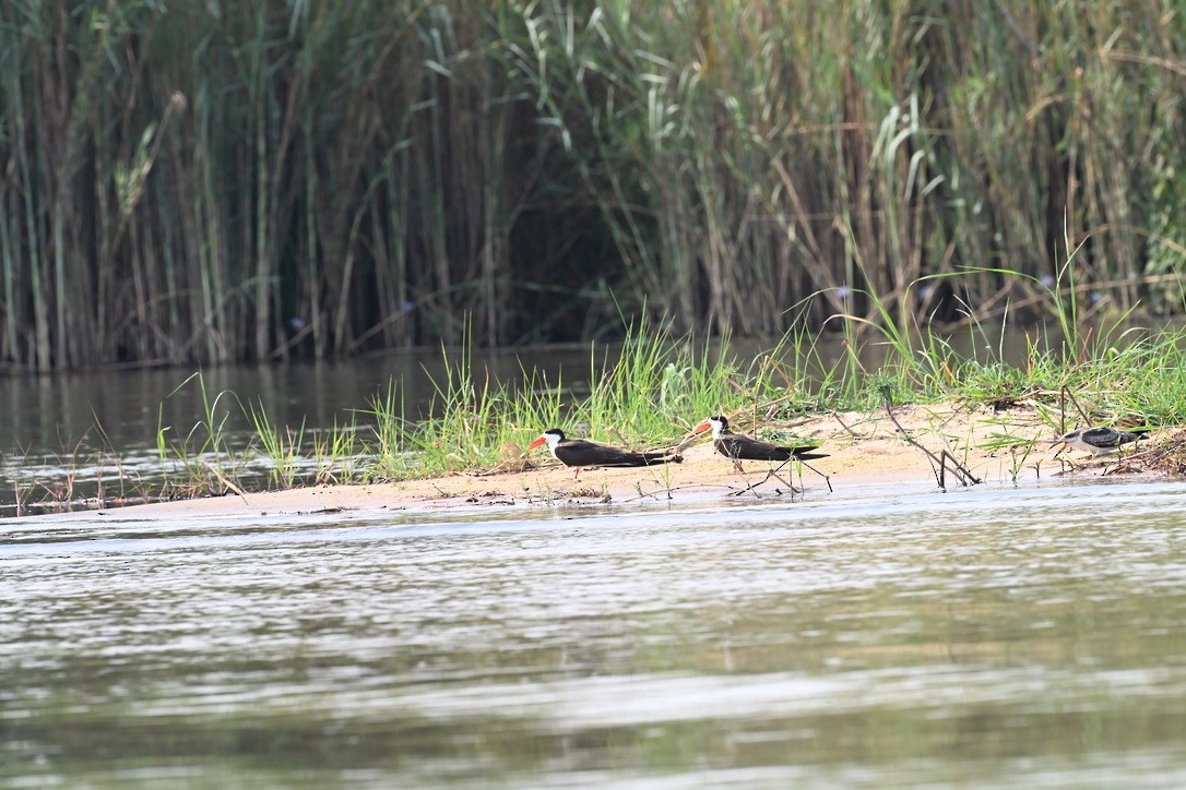 African Skimmer - ML645147045