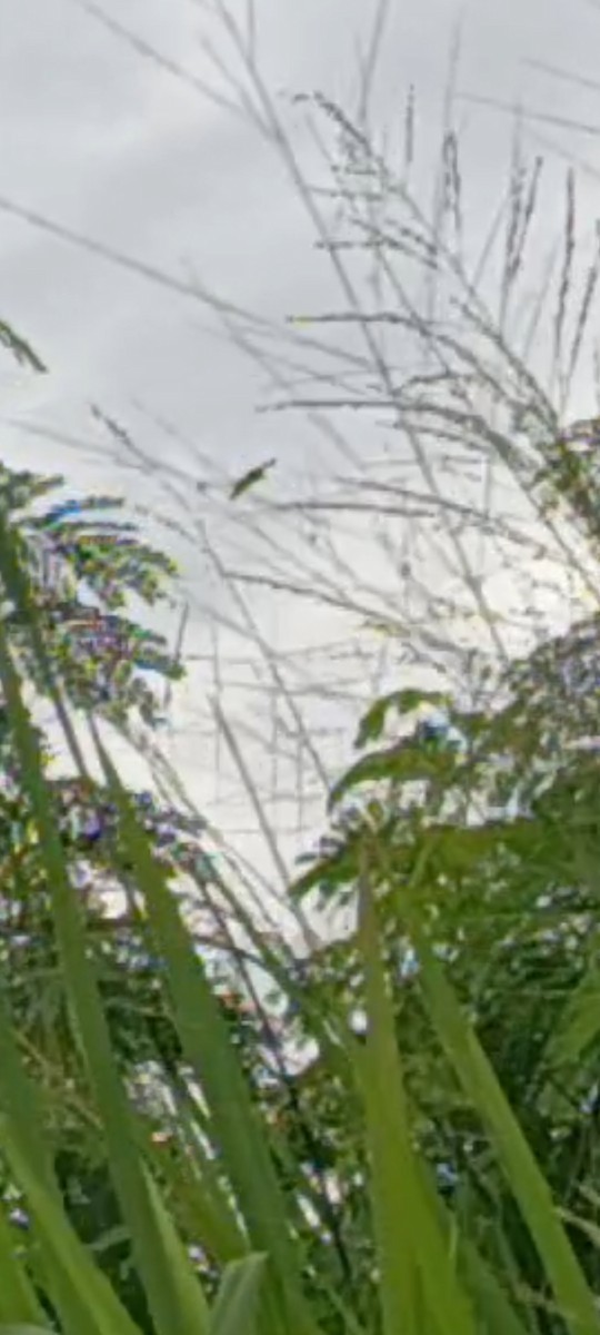 včelojed chocholatý - ML645147046