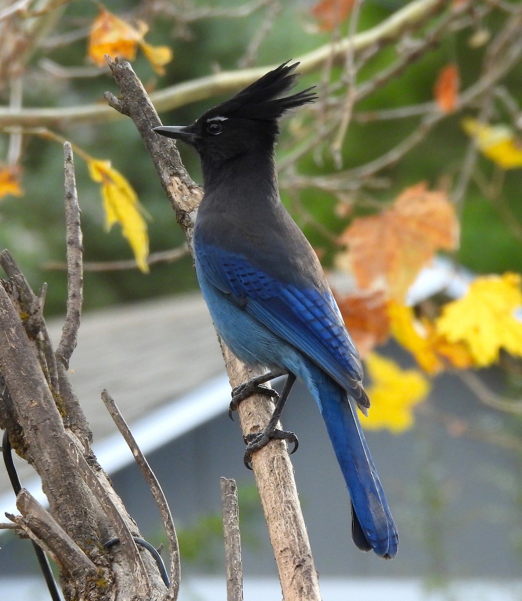 Steller's Jay - ML645147048