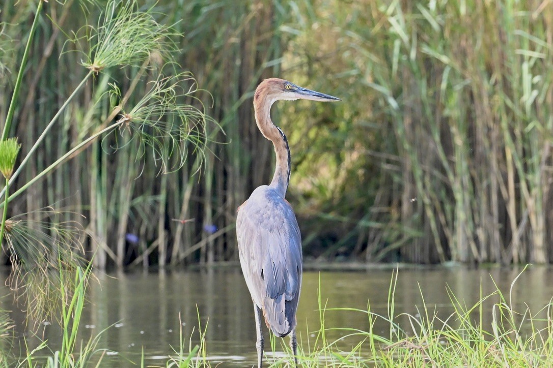 Goliath Heron - ML645147064