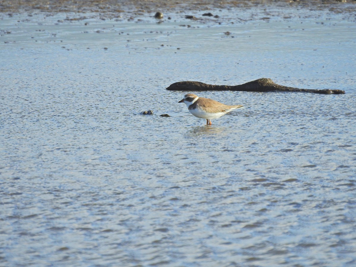 Semipalmated Plover - ML645147067