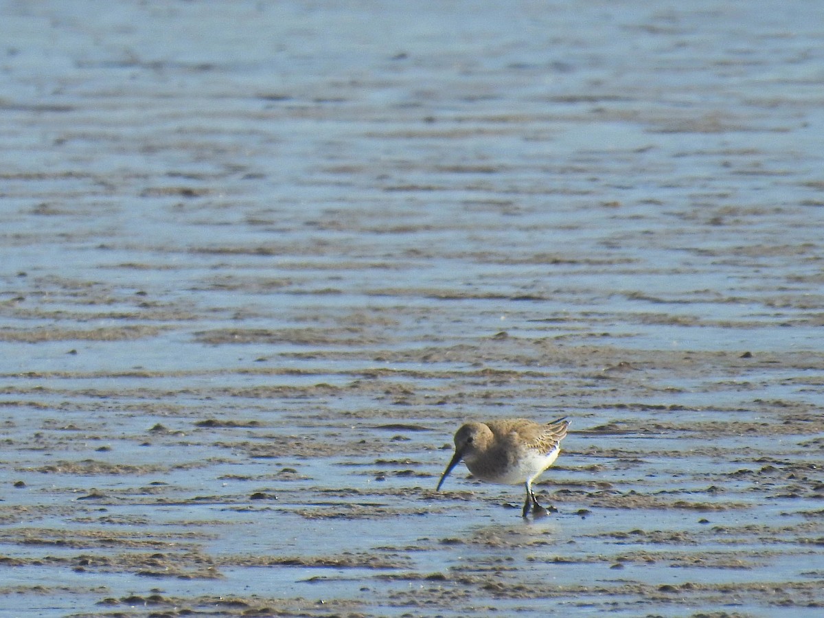 Dunlin - ML645147082