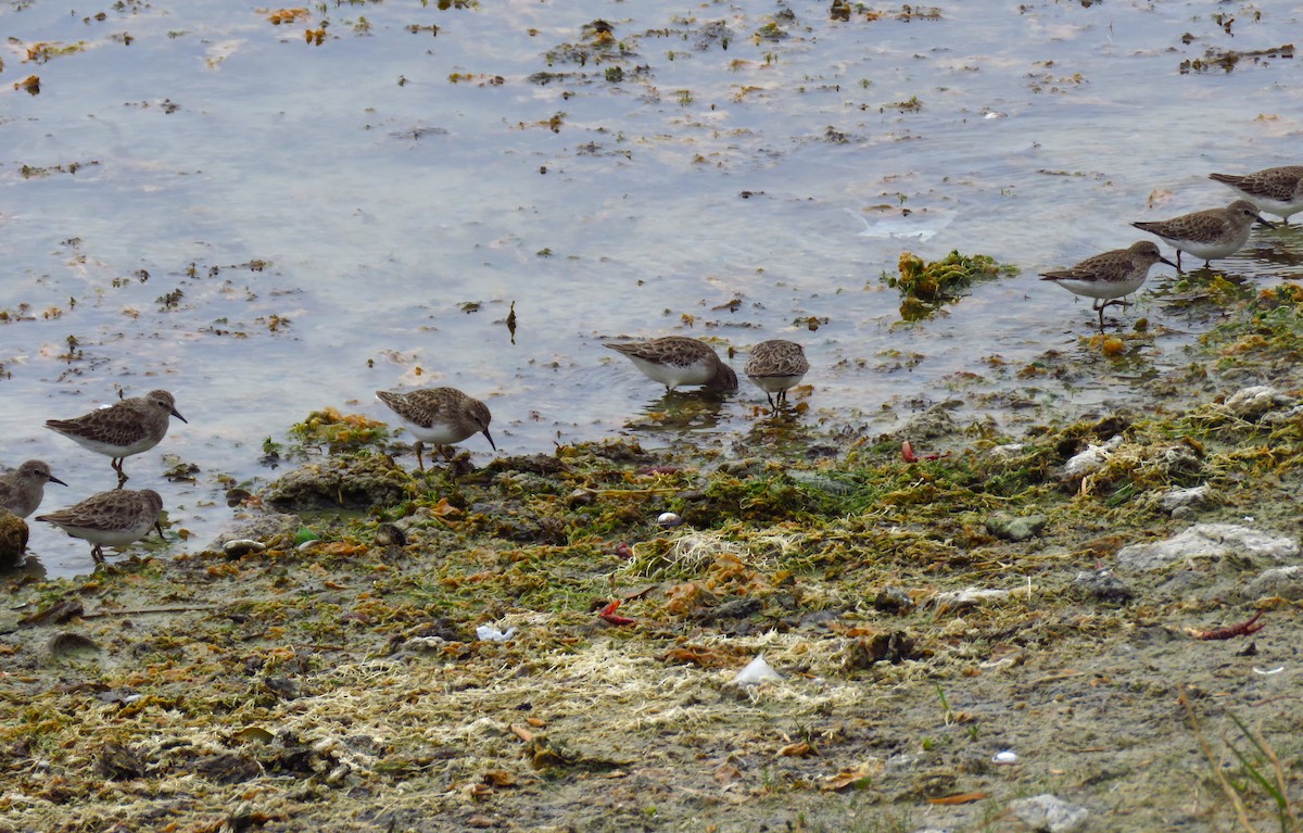 Least Sandpiper - ML645147088