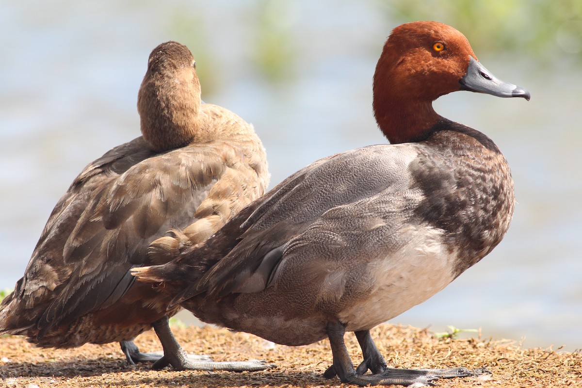 Redhead - ML645147089