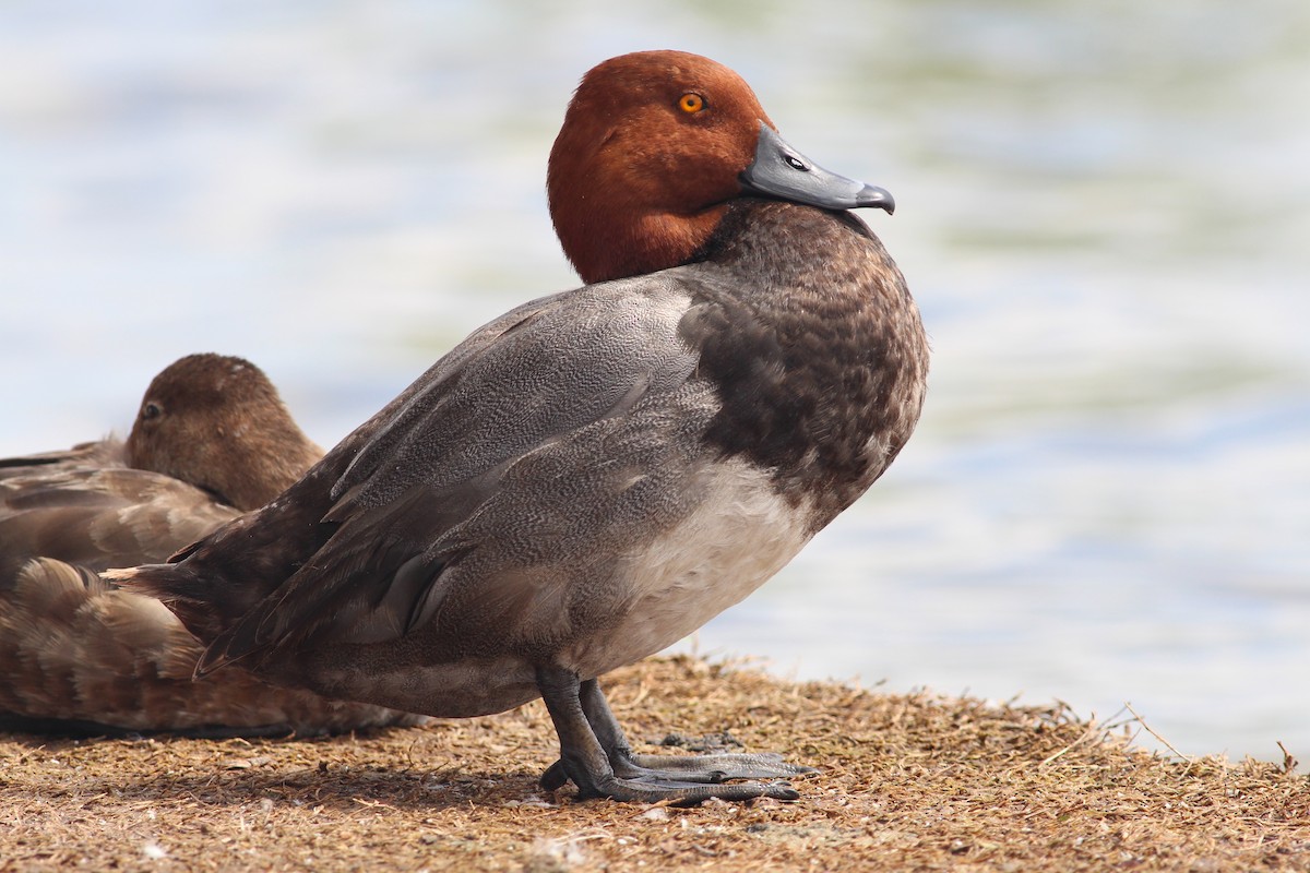 Redhead - ML645147091