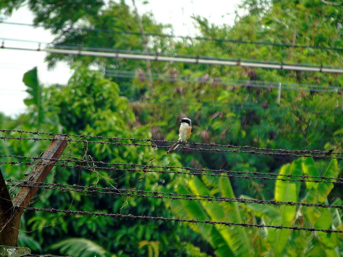 ťuhýk královský (ssp. bentet) - ML645147093