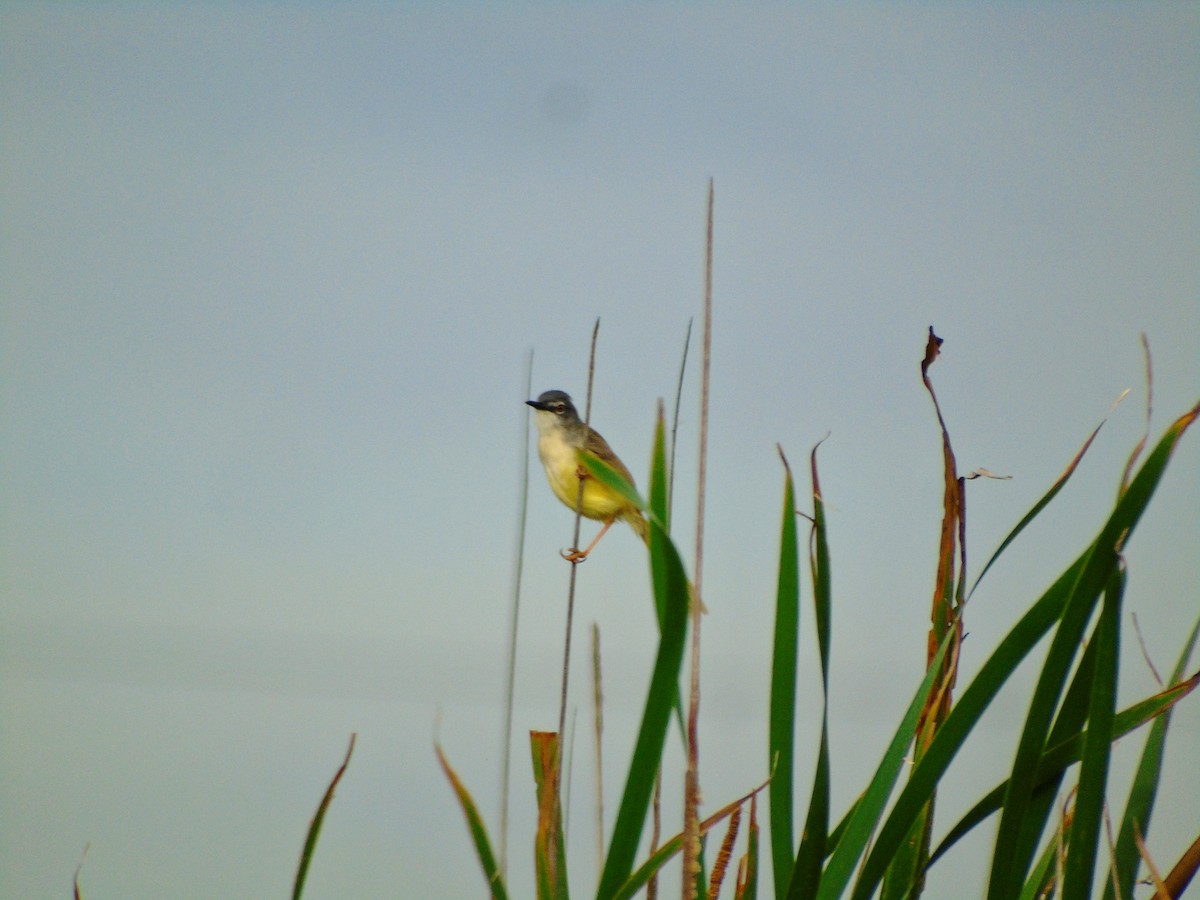Yellow-bellied Prinia - ML645147097