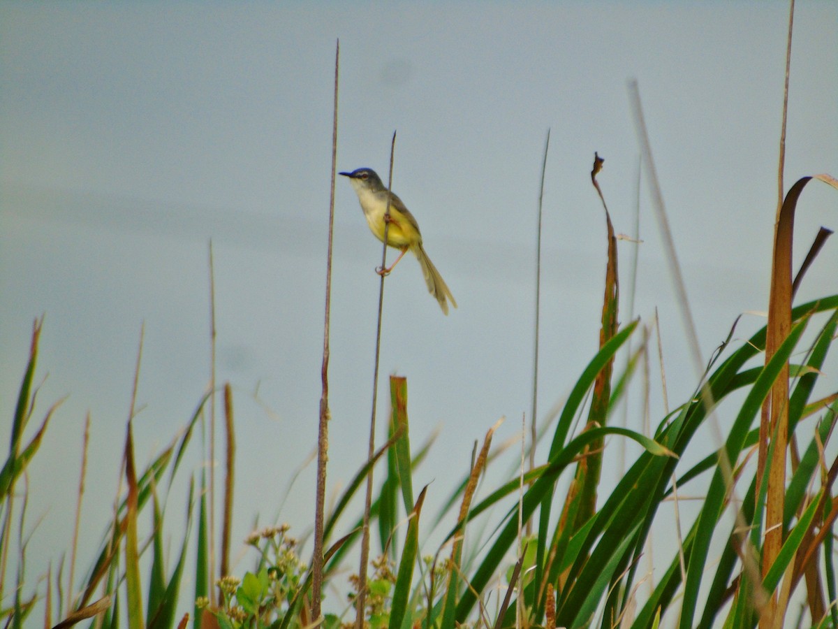 Yellow-bellied Prinia - ML645147098
