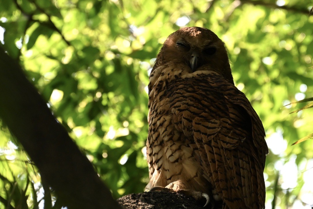 Pel's Fishing-Owl - ML645147106