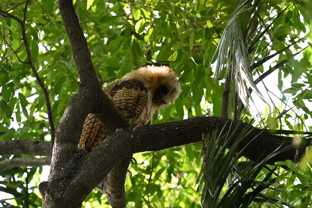 Pel's Fishing-Owl - ML645147107