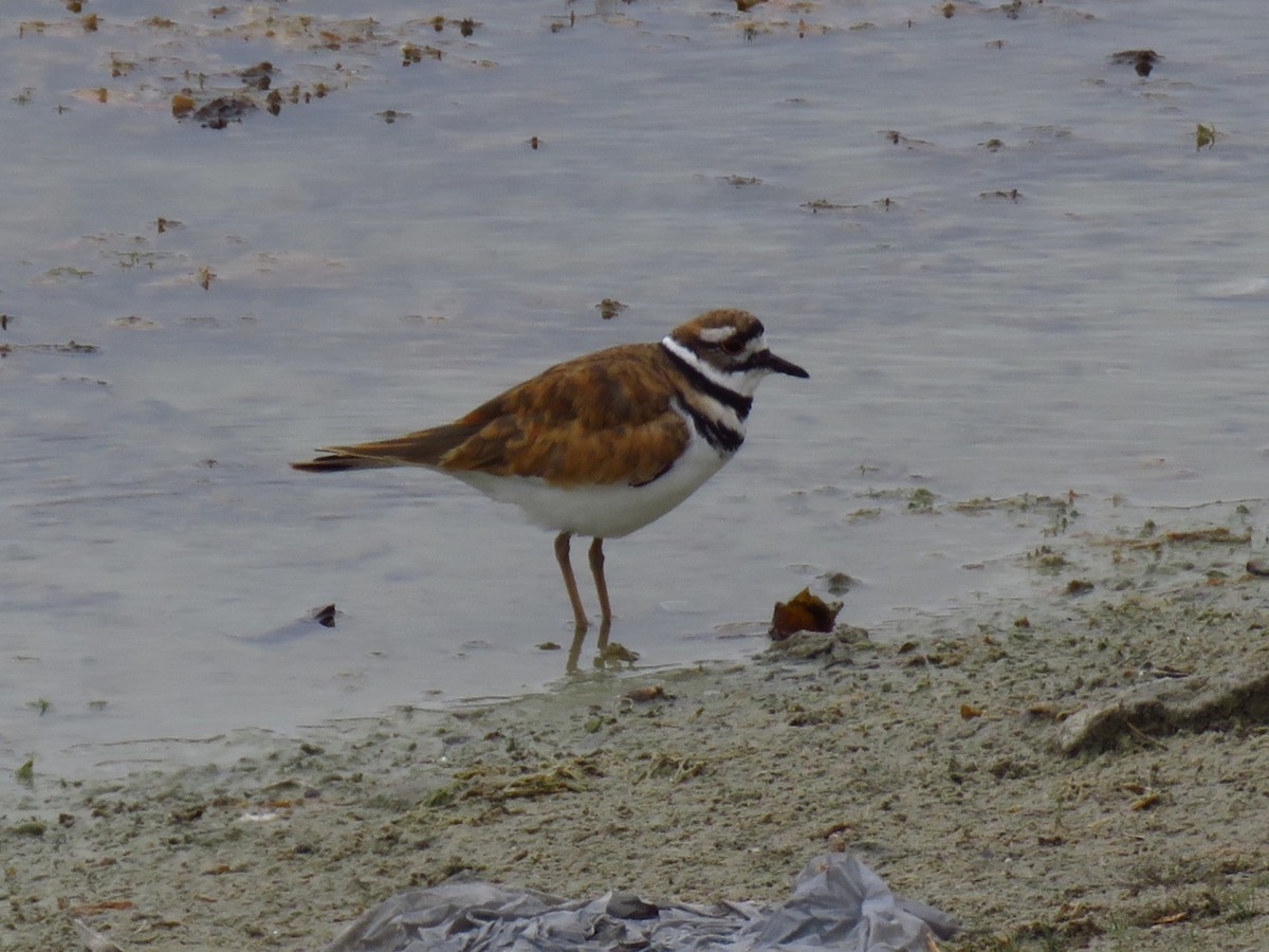 Killdeer - ML645147108